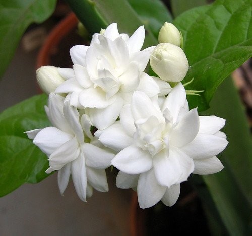 257 festes Schampoo Jasmin