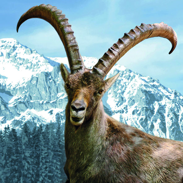 63 Serviette Steinbock